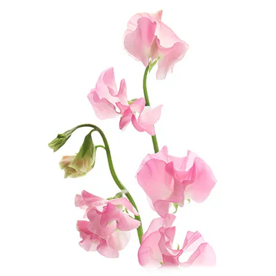 sweet pea.webp